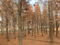 -广富林郊野公园