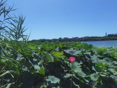 -大兴滨河森林公园