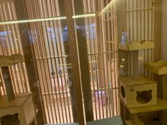 -猫腻·猫咖·撸猫馆(星光大道店)