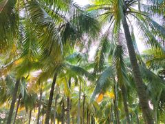 -万绿园