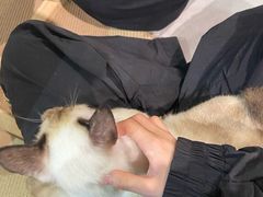 -Heymao猫咖.咖啡厅(东门店)