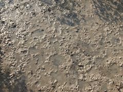 -北海金海湾红树林生态旅游区