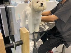-宠小格时尚宠物生活馆(唐镇店)