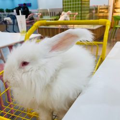 -Moni星球萌宠·小马宝莉·灵蛇·高端高阶全萌宠互动体验俱乐部(红豆国际广场店)