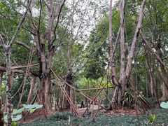 -中国科学院西双版纳热带植物园