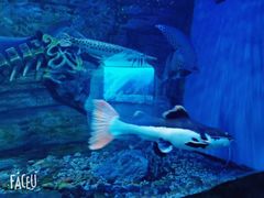 -芜湖新华联大白鲸海洋公园