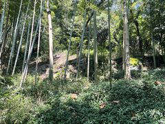 -上海佘山国家森林公园天马山园