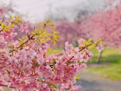 -上海辰山植物园