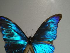 -上海昆虫博物馆