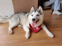 -Husky Go! 哈士奇体验馆·宠物咖啡厅狗咖