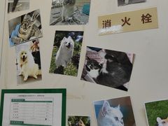 -爱妮康宠物医院·干细胞免疫细胞·肿瘤·心脏(张江店)