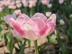 -朝阳公园