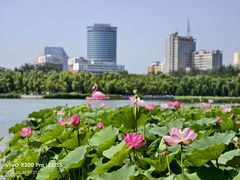 -莲花池公园