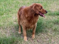 -趣多多宠物公园·宠物训犬学校·宠物寄养
