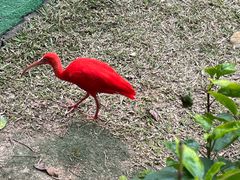 -广州长隆飞鸟乐园
