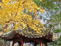 -秋霞圃