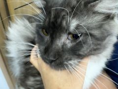 -博特宠物医院24h犬猫全科.骨科·异宠