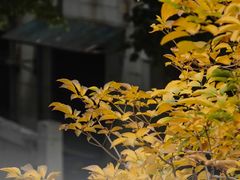 -肇庆古城墙