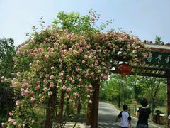 -鹅湖玫瑰文化园