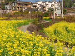 -婺源风景区