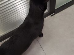 -凯特喵百思猫专科医院