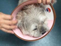 -东日国际动物医院·CT·心脏专科(桃源分院)