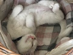 -海边的猫和咖啡馆