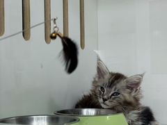 -青奢宠物·青奢猫舍