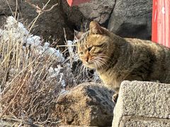 -崂山巨峰游览区