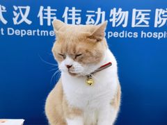 -伟伟宠物医院·CT影像中心·瑞派犬猫综合性门诊(汉口总院)