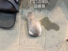 -靓靓蒸虾·头牌蒸虾(南山桂庙店)