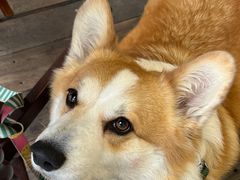 -肥朵食堂(带梦胡同店)