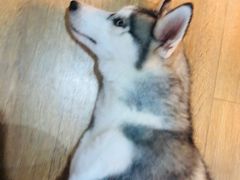 -Husky Go! 哈士奇体验馆·宠物咖啡厅狗咖