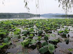 -西湖外事游船(花港观鱼码头)