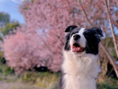 -花开海上生态园