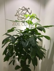 -紫御国际抗衰ZOE ANTI AGING