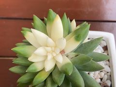 -三亚海棠湾喜来登度假酒店大堂吧
