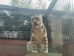 -青藏高原野生动物园