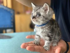 -鼓捣猫呢主题猫咖店