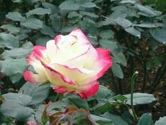 -人民公园(罗湖区)