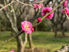 -梅花山(明孝陵内)