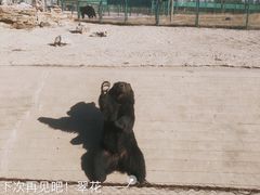 -鄂尔多斯野生动物园