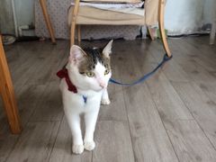 iphone_upload_pic-海边的猫和咖啡馆