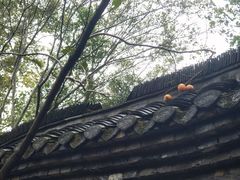 -朴园