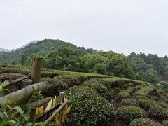 -西湖风景区十里琅珰-五云山