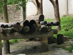-卧龙中华大熊猫苑神树坪基地
