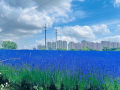 -菊园百果园