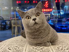 -猫友咖啡店(玉林西路店)
