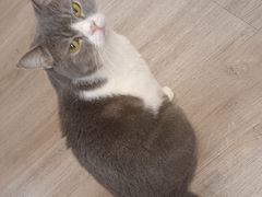 -柴迷FANS CLUB·柴犬狗咖·猫咖
