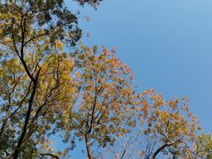 -八大山人梅湖景区